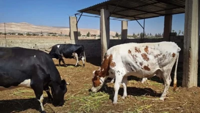 سوريا تطلق حملات لتحصين المواشي ضد الحمى القلاعية