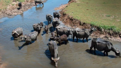 الحسكة تتصدر تربية الجواميس في سوريا وتواجه تحديات الجفاف
