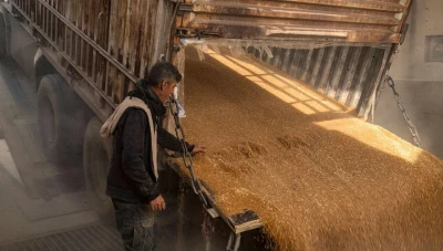 الحكومة السورية تطرح مناقصة لشراء 200 ألف طن من القمح