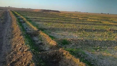 تأخر الزراعة الشتوية في الحسكة بسبب انحباس الأمطار وارتفاع أسعار البذار