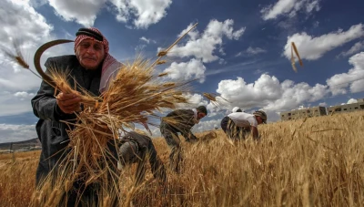 "الزارعة السورية" تصدر توصيات فنية لضمان إنتاج وفير من القمح