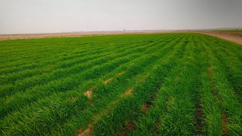 تحسن نمو ا...