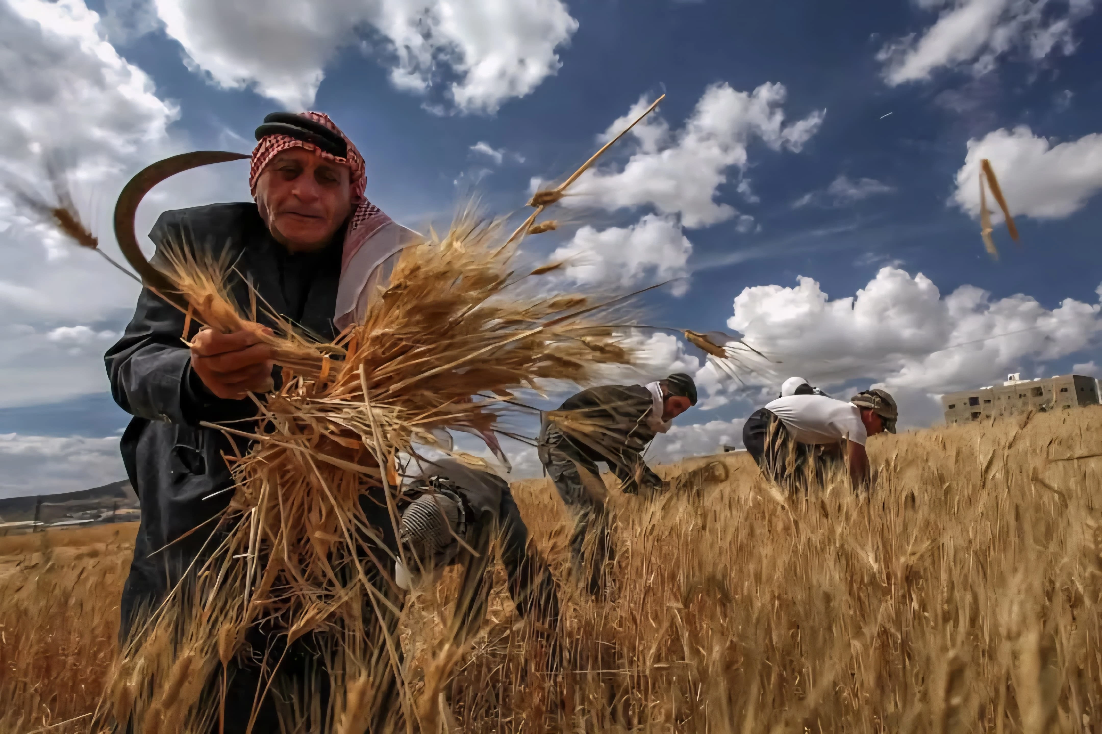 توقعات بإنتاج 2.3 مليون طن من القمح في سوريا
