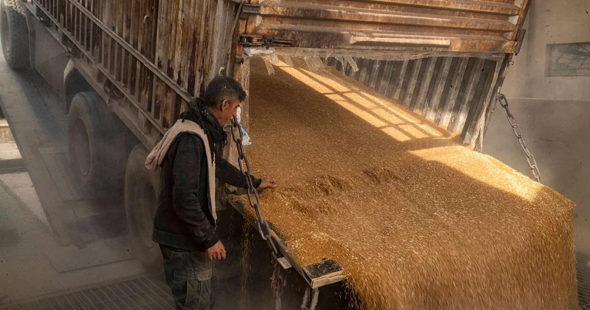 الحكومة السورية تطرح مناقصة لشراء 200 ألف طن من القمح